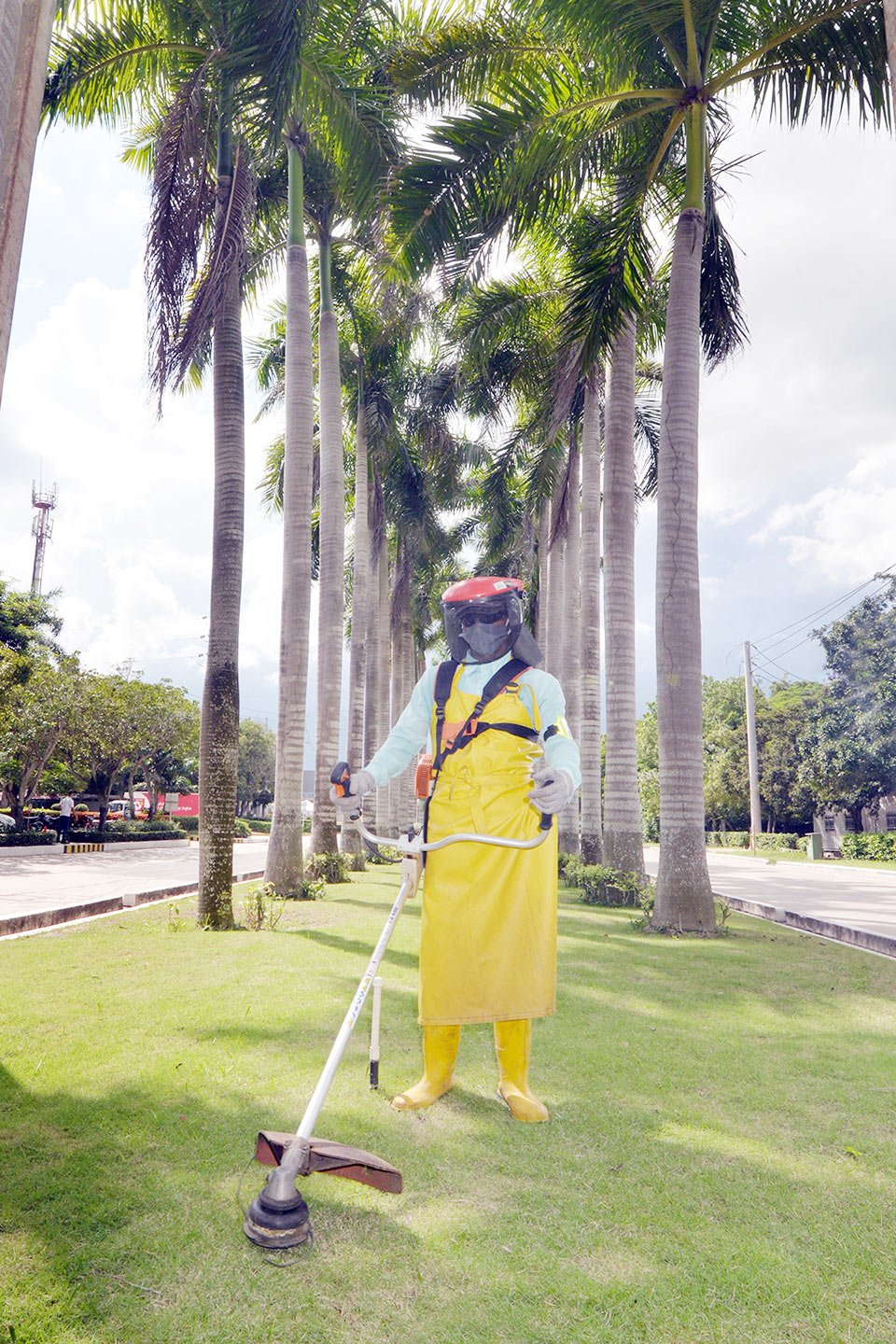 Operario de Florecer realizando mantenimiento de palmas con elementos de seguridad